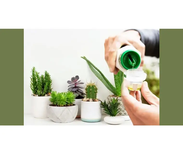 آنچه که باید در مورد استفاده از کود کاکتوس بدانید؟