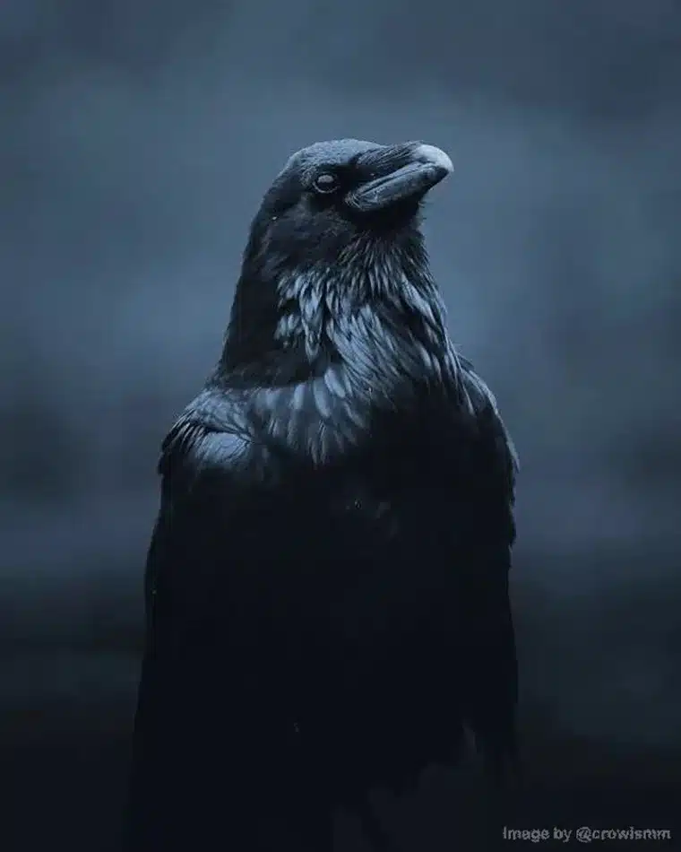 تجسم ایزد بهرام به صورت کلاغ