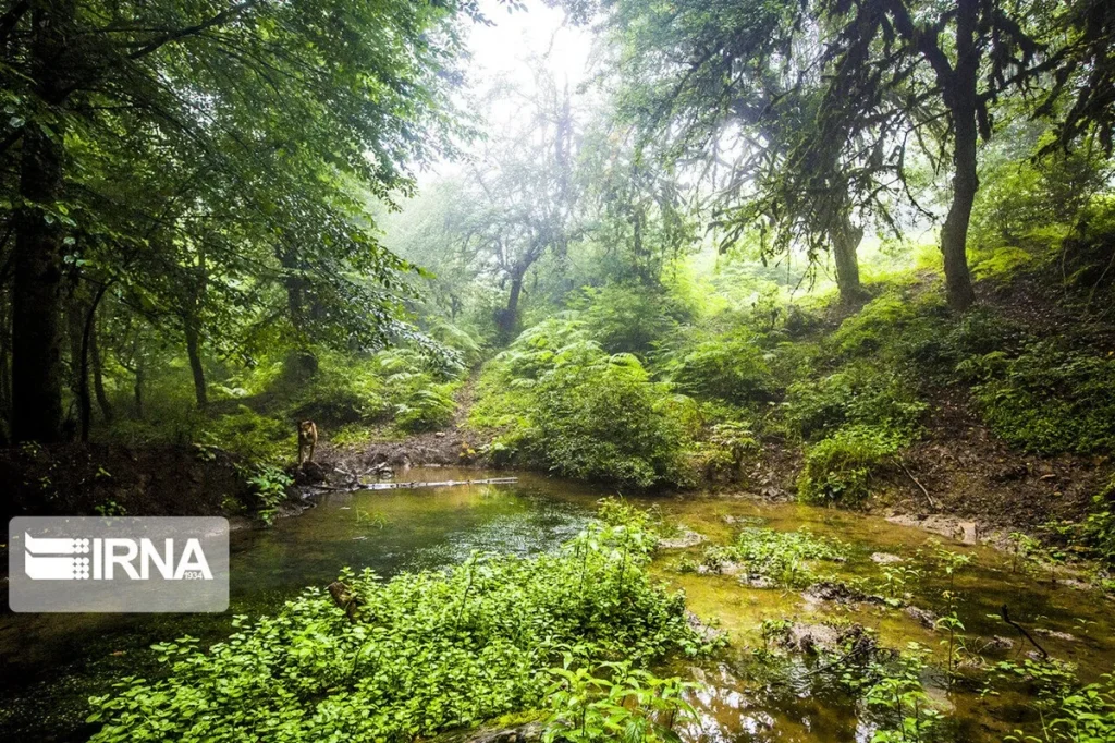 جنگل الیمستان در بهار