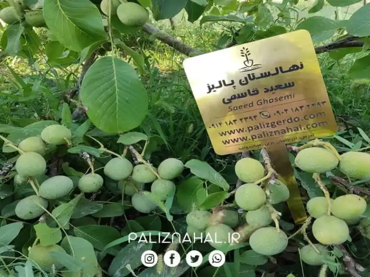 خرید نهال گردو برای مناطق سردسیری