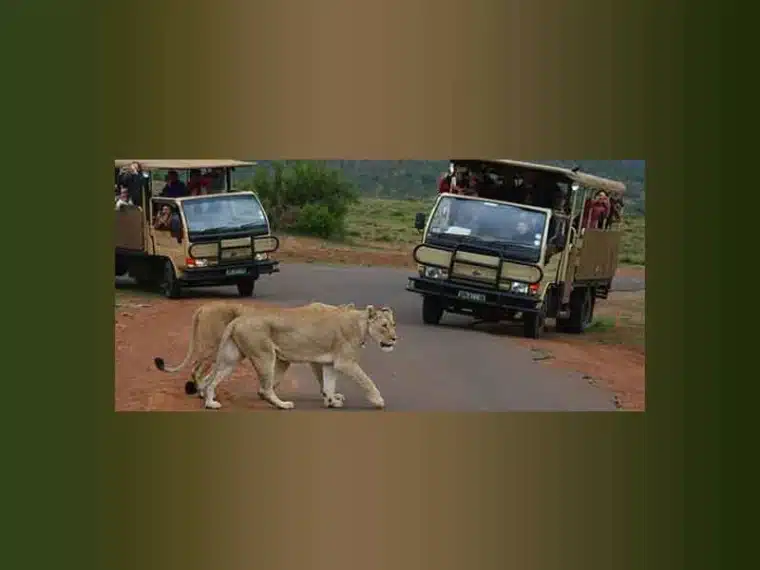 سفر به آفریقا در نوروز