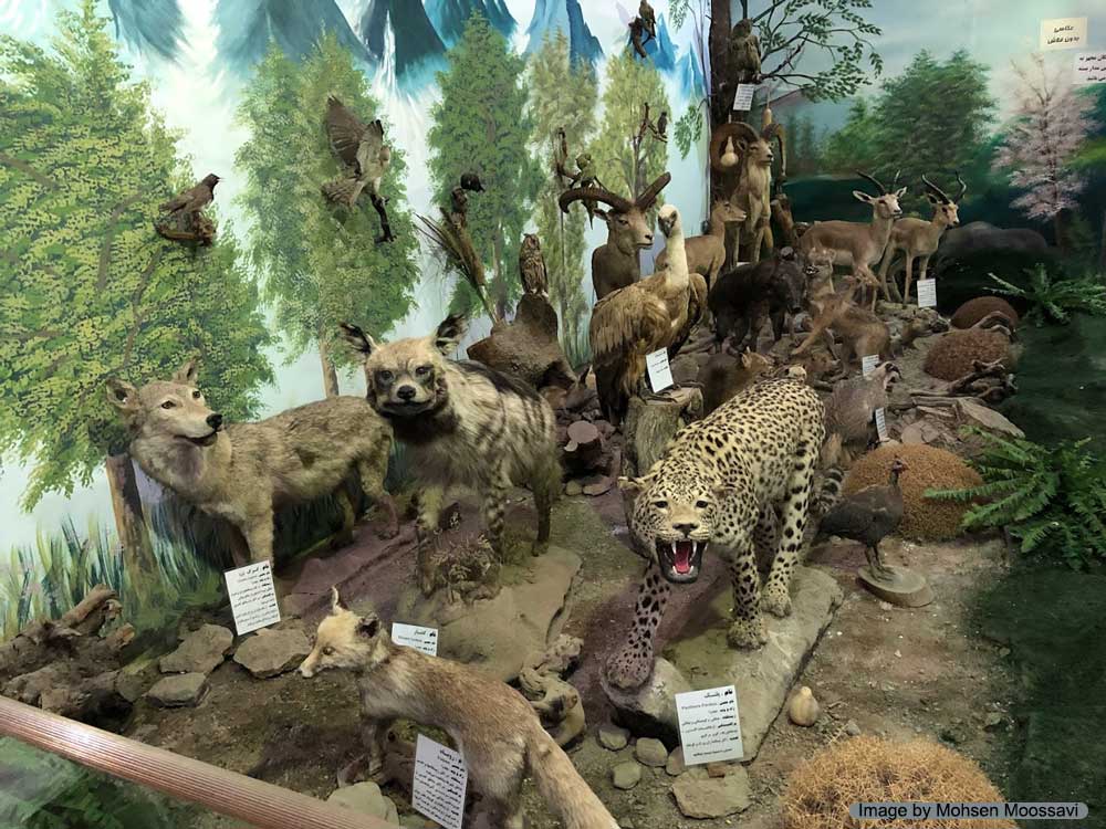 موزه حیات وحش نیشابور 