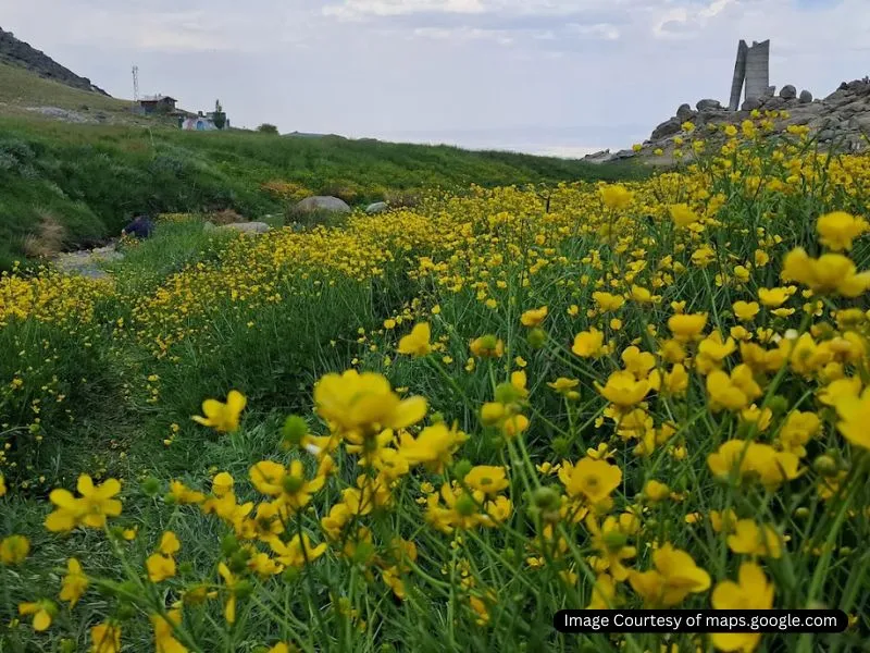 پوشش گیاهی دشت میشان