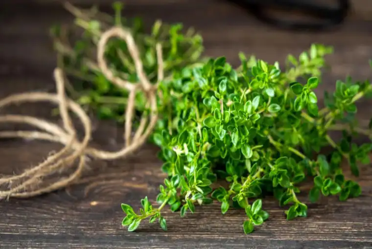 گیاه سَعتَر یا آویشن