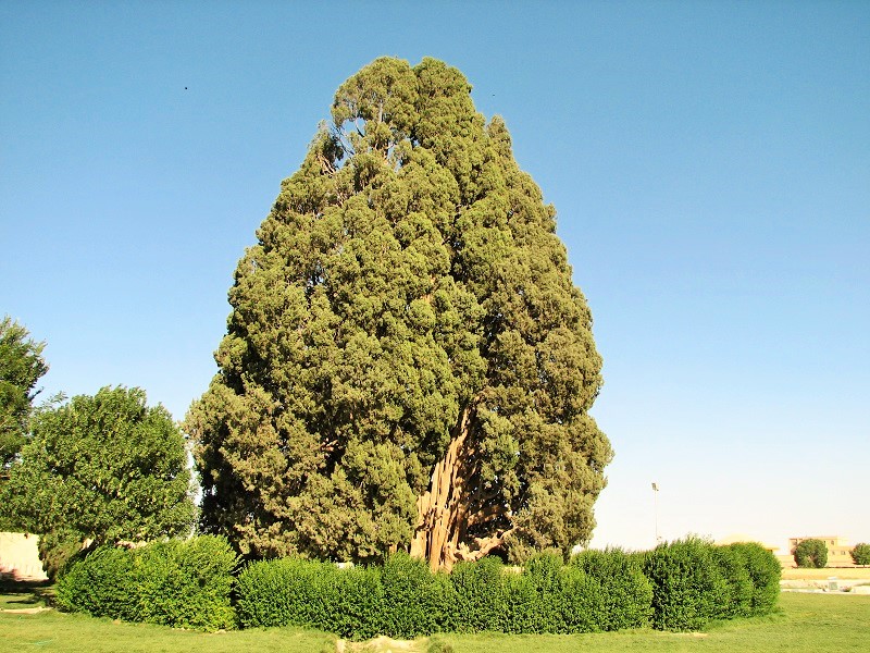 جاذبه های گردشگری ابرکوه: درخت سرو قدیمی