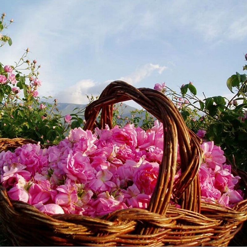 جاذبه های طبیعی کاشان: باغ‌های گل و مراسم گلابگیری قمصر کاشان