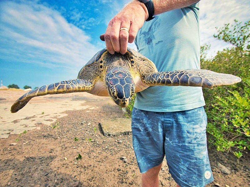 پرهیز از آزار حیوانات: دست گرفتن لاک پشت دریایی