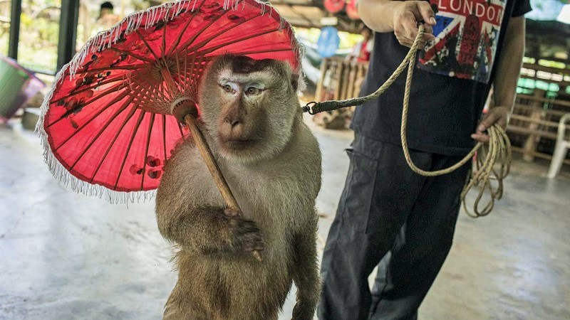 گردشگری مسئولانه و پرهیز از آزار حیوانات: رقص میمون ها