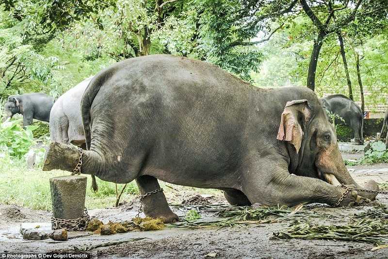 پرهیز از آزار حیوانات: سواری گرفتن از فیل ها