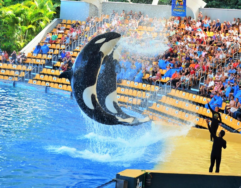 گردشگری مسئولانه و پرهیز از آزار حیوانات: نمایش نهنگ ارکا