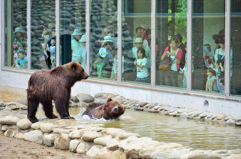 گردشگری مسئولانه و پرهیز از آزار حیوانات: پارک خرس ها