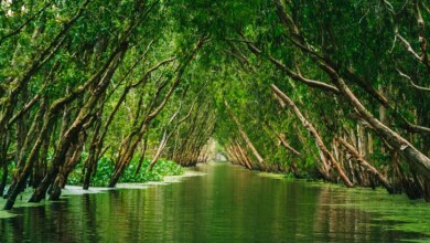 بوم گردی چیست | تعریف بومگردی