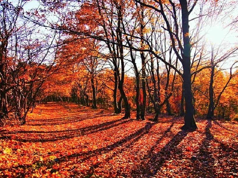 جنگل سراوان، از جاهای دیدنی رشت