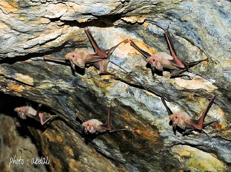 غار خفاش دهلران