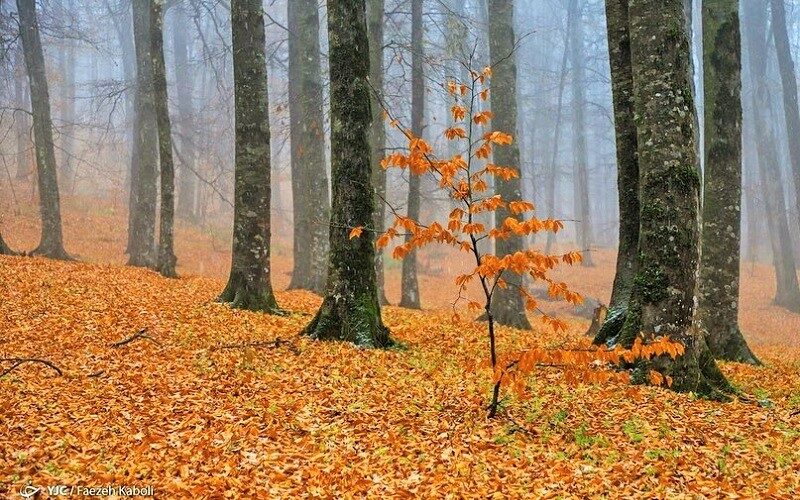 طبیعت گردی: پارک ملی گلستان