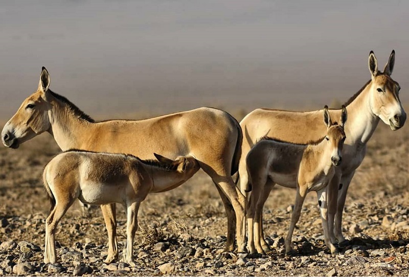 گور ایرانی در ذخیره گاه زیست کره خارتوران