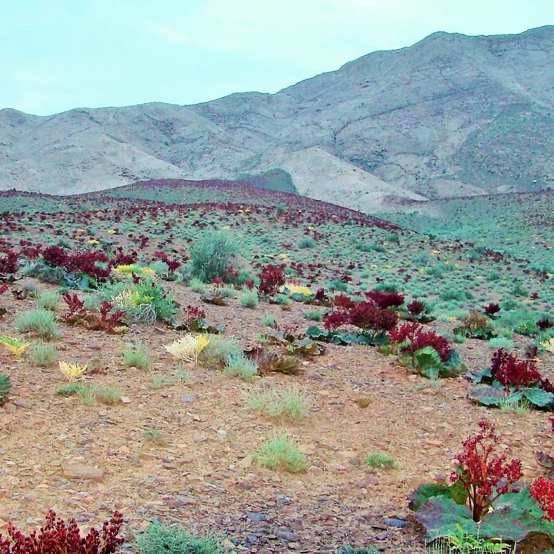 گونه گیاهی ریواس در ذخیره گاه زیست کره توران