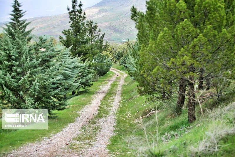 جاذبه های طبیعی لرستان: جنگل شوراب