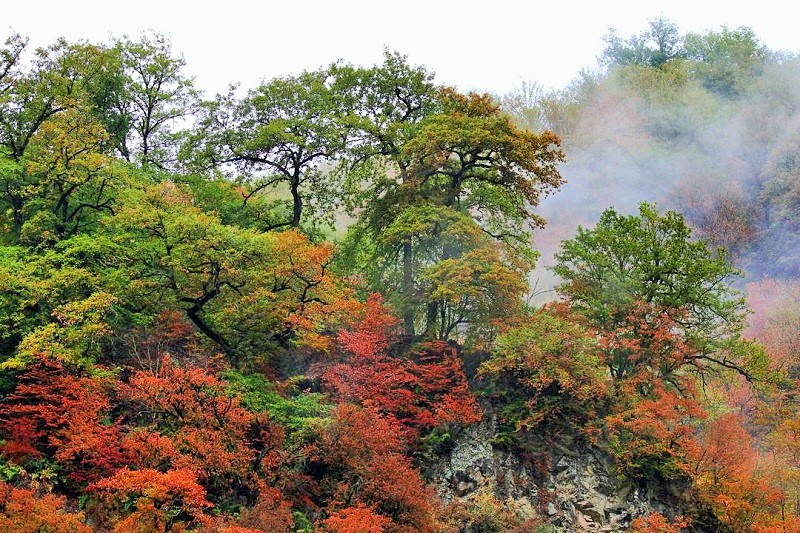 جاهای دیدنی گرگان، جنگل نهارخوران