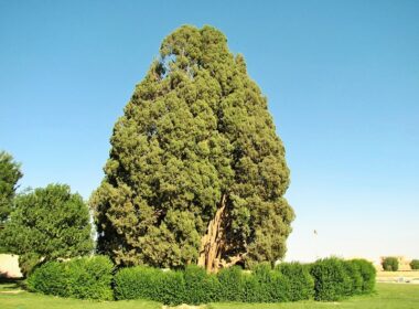 درخت سرو ابرکوه