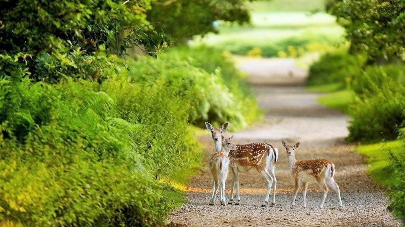 بوستان آهوان کیش