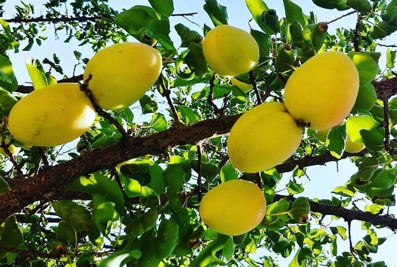 محصول زردآلو روستای فراغه ابرکوه