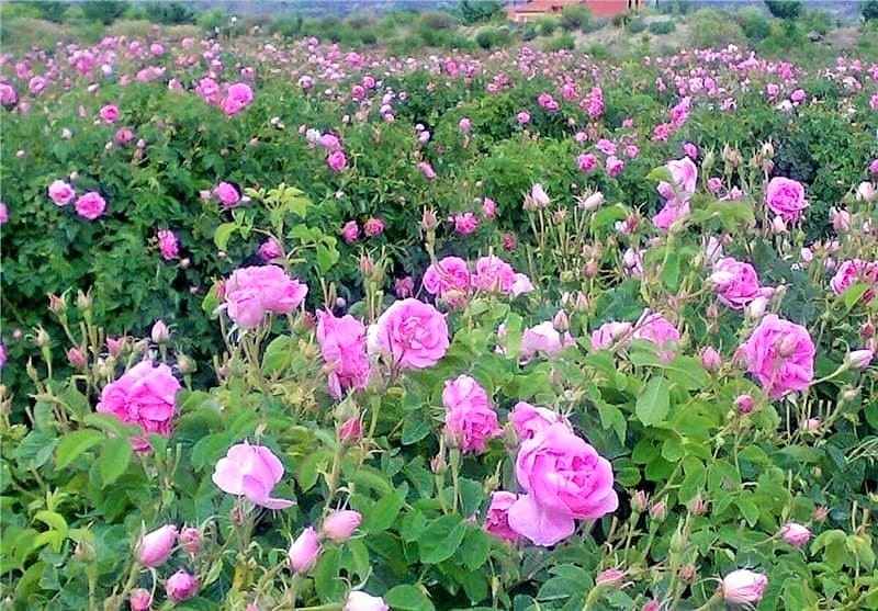 مزرعه پرورش گل محمدی