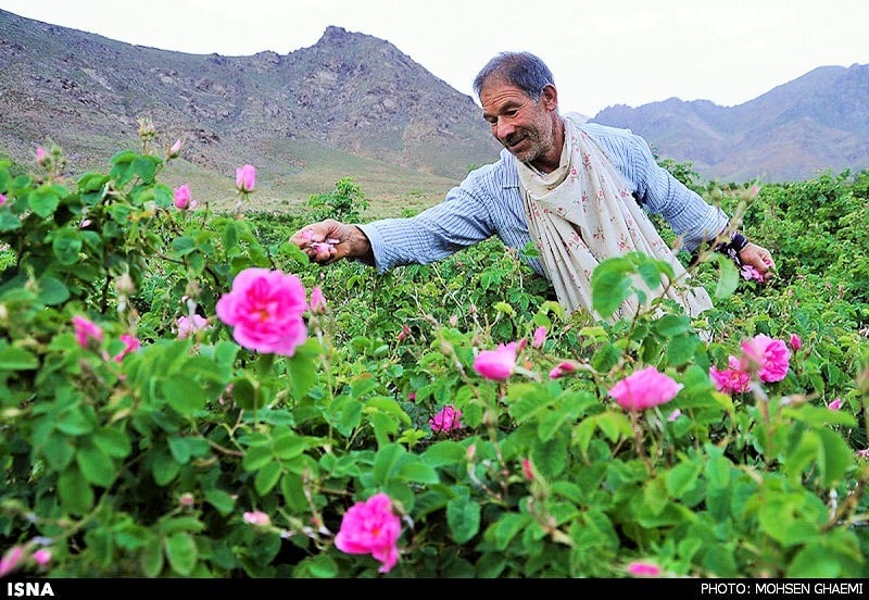 چیدن گل های محمدی