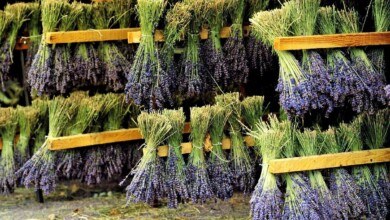 خشک کردن گیاهان دارویی