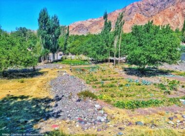 باغات روستای دهبکری