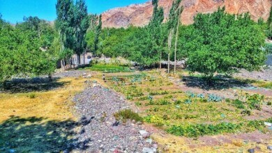 باغات روستای دهبکری