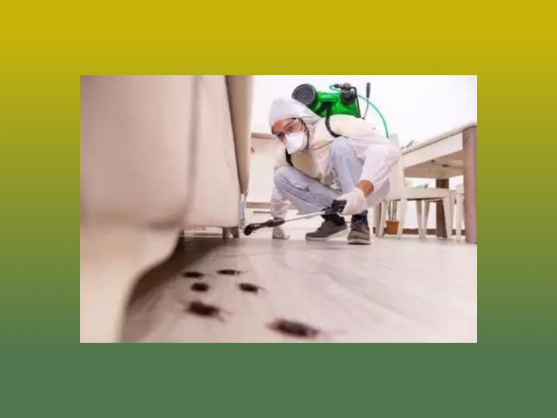 از بین بردن حشرات موذی خانگی