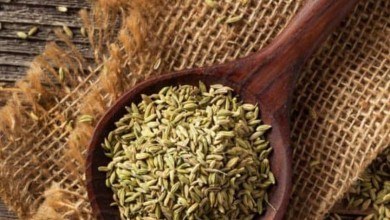 کاربرد رازیانه در طب سنتی و درمان بیماری ها