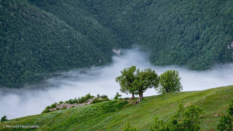 پوشش گیاهی جنگل ابر شاهرود