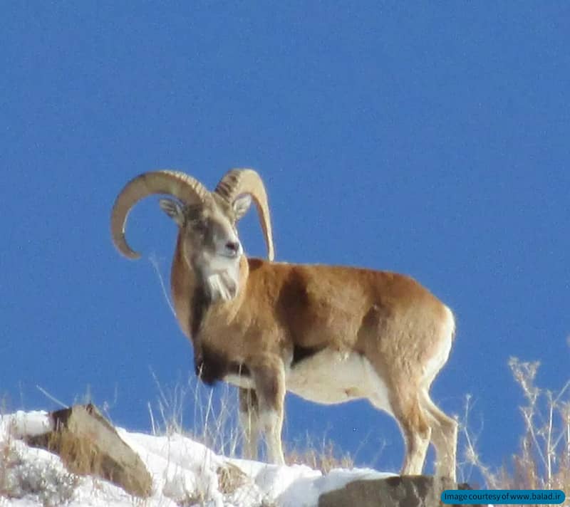 گونه های جانوری در منطقه خوش ییلاق شاهرود