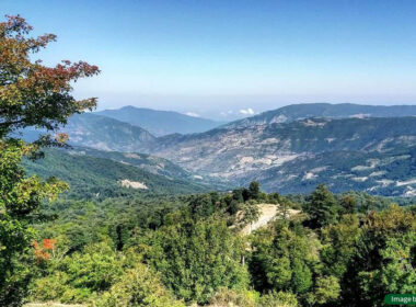 طبیعت زیبای جنگل اولنگ