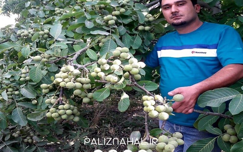 روشی آسان برای خرید نهال گردو