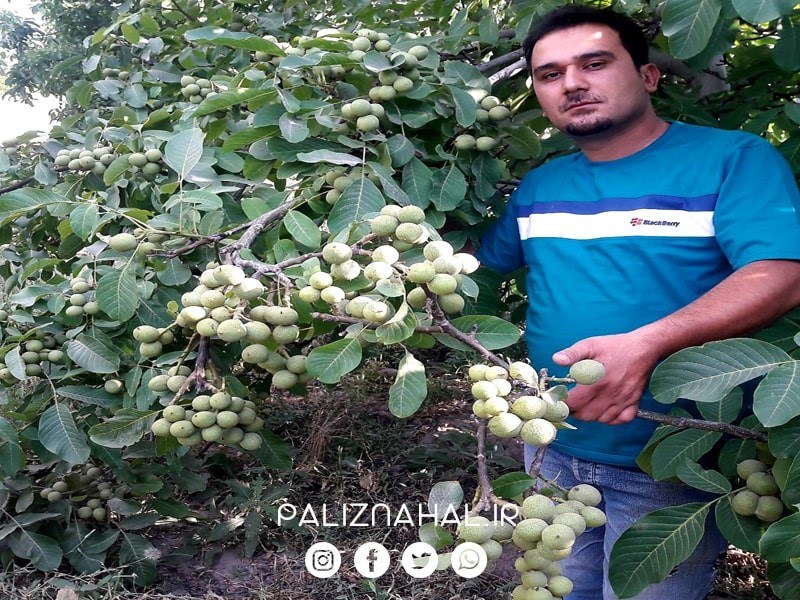 روشی آسان برای خرید نهال گردو