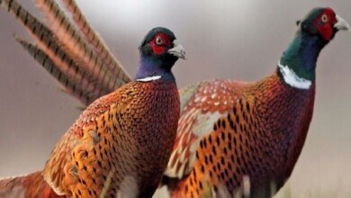 کسب درآمد از پرورش قرقاول در قفس