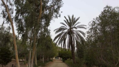 آشنایی با باغ گیاه شناسی چابهار یا باغ ملی تیس