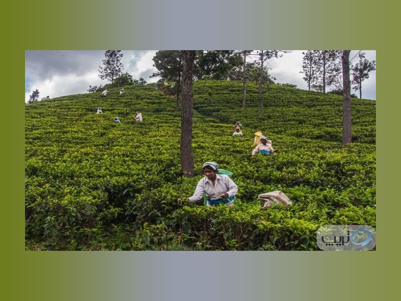 مردم محلی در حال برداشت چای در مزارع سریلانکا