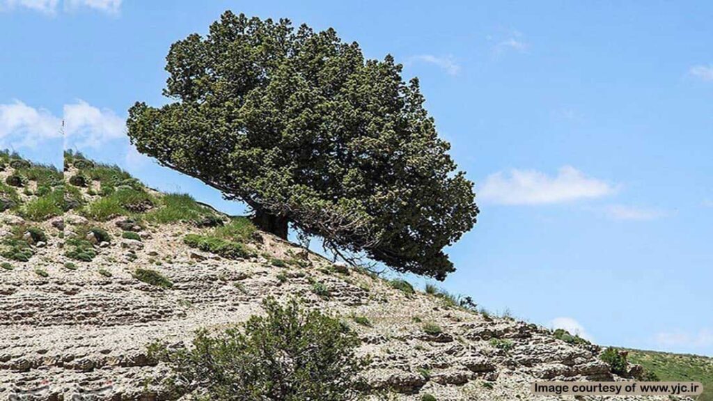 ارس سرو باارزش ایران