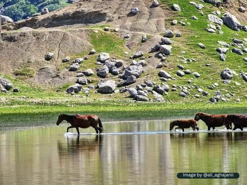 اسب ها در حال آبتنی در دشت شیمبار