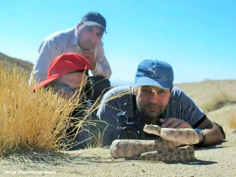 جاذبه طبیعی بوشهر کوه سیاه