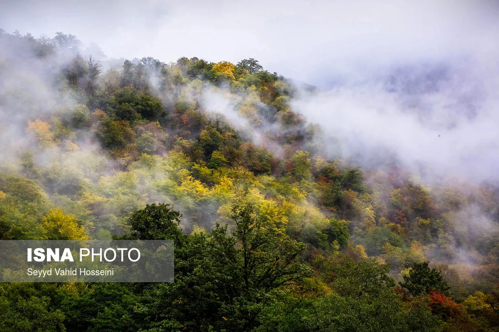 جنگل المیستان