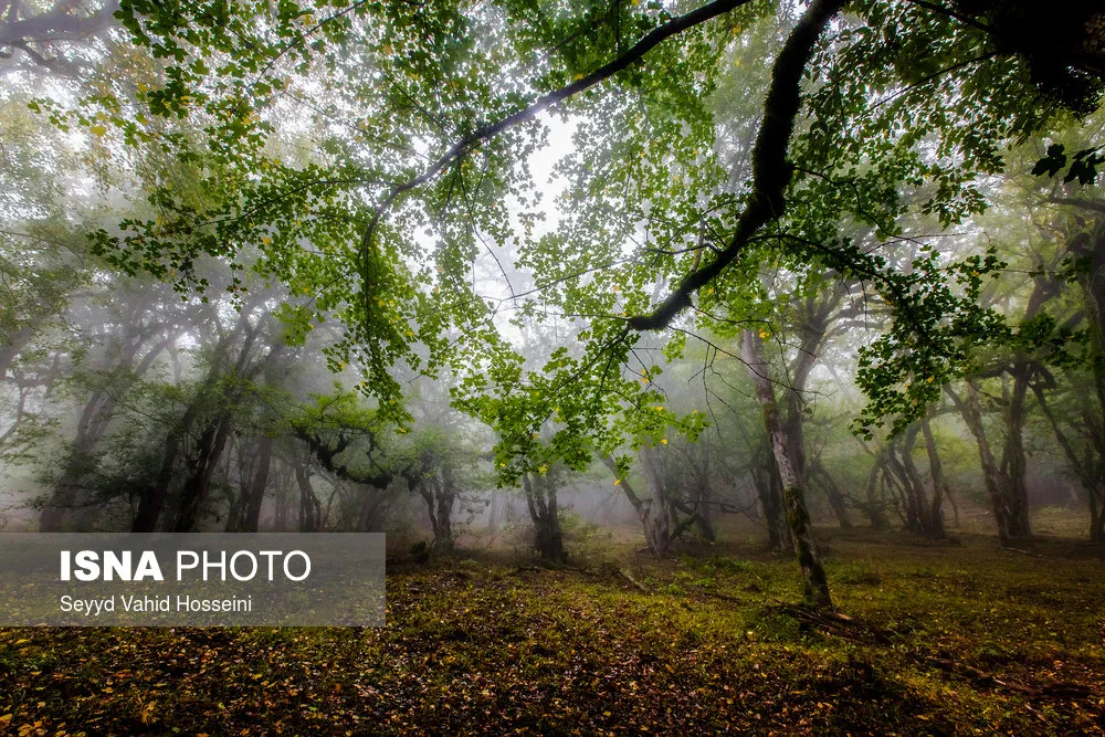 جنگل الیمستان آمل