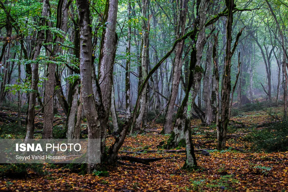 جنگل الیمستان در پاییز