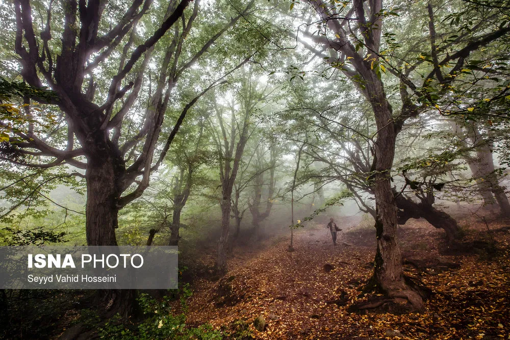 درختان جنگل الیمستان