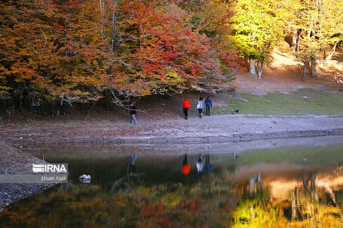 جنگل سیسنگان