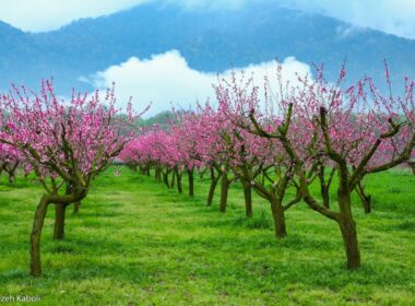 باغ شکوفه‌های گیلاس در استان گلستان